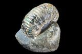 Scaphites Ammonite Fossil in Rock - Kansas #93749-2